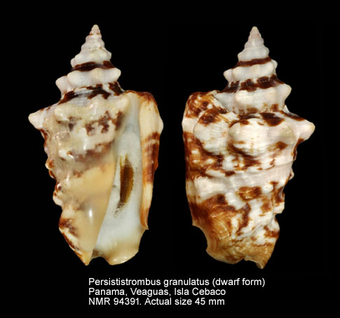 Persististrombus granulatus (dwarf).jpg - Persististrombus granulatus(Swainson,1822)